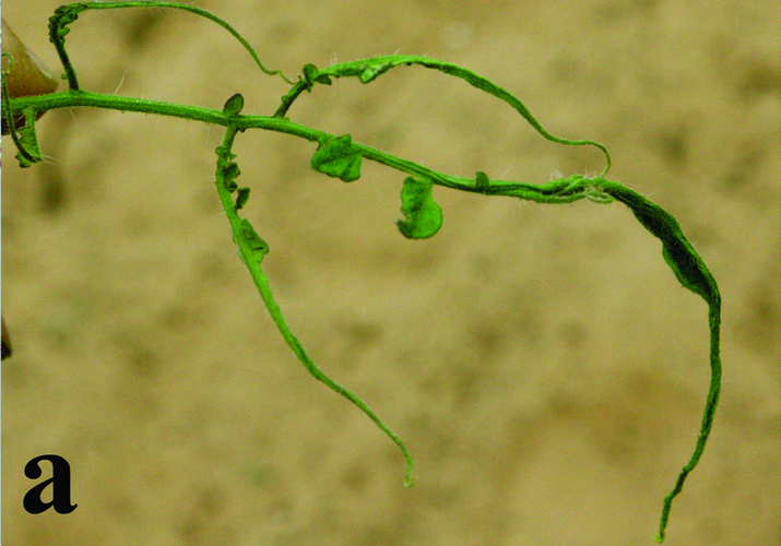 Огуречная мозаика