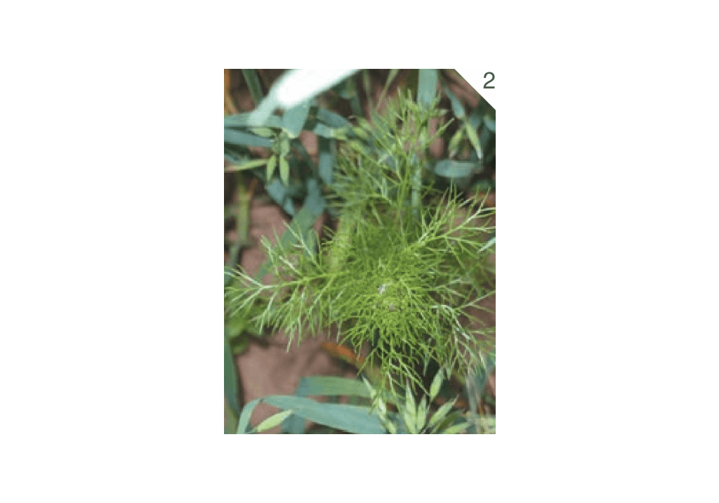 Ромашка продырявленная