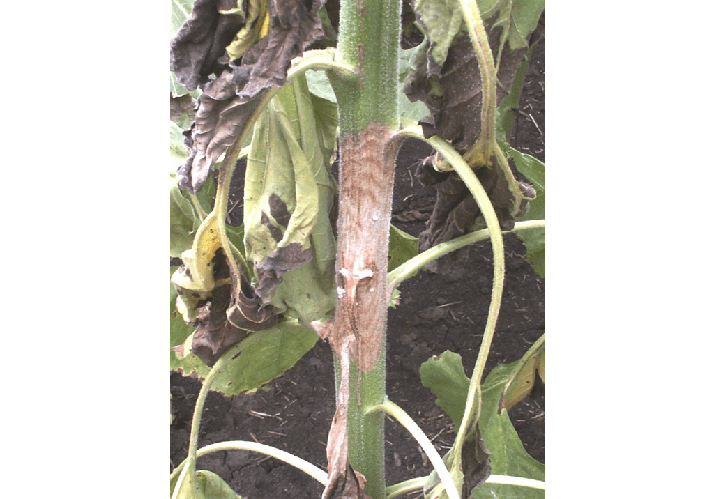 Склеротиниоз (белая гниль) подсолнечника