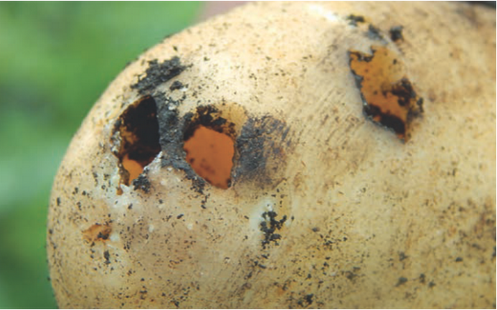 Совка подгрызающая