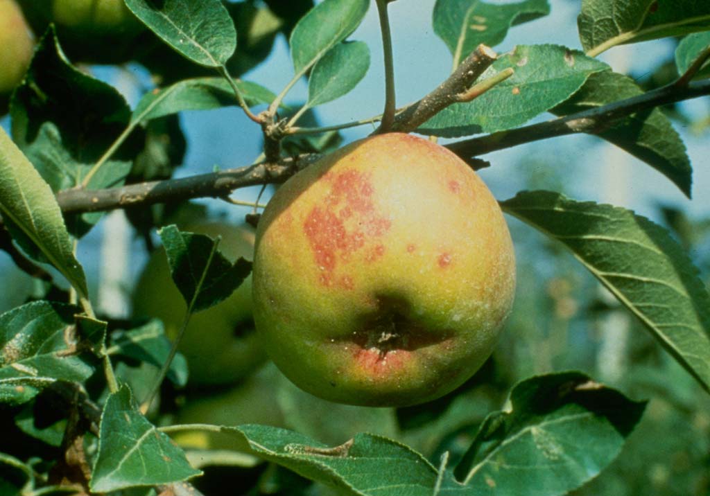 Калифорнийская щитовка