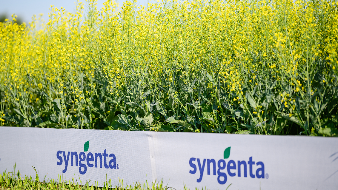 Технология опрыскивания рапса