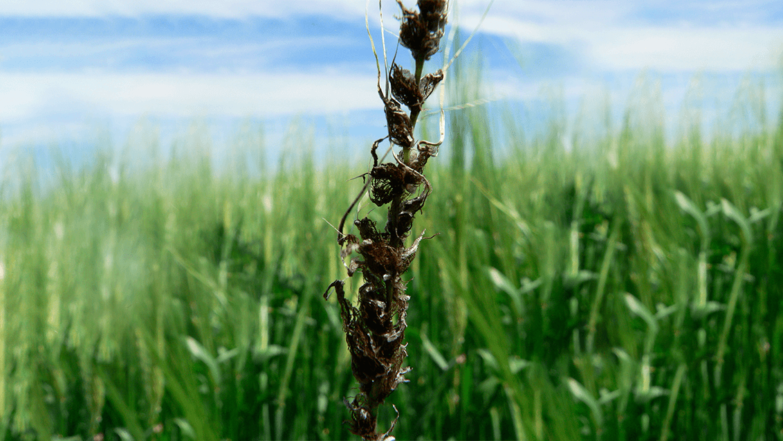Пыльная головня: чем опасна и как предотвратить