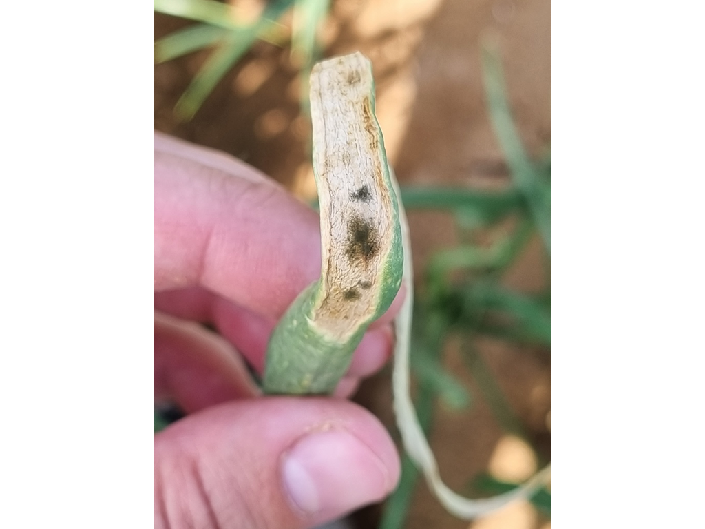 Ложная мучнистая роса,  или пероноспороз лука