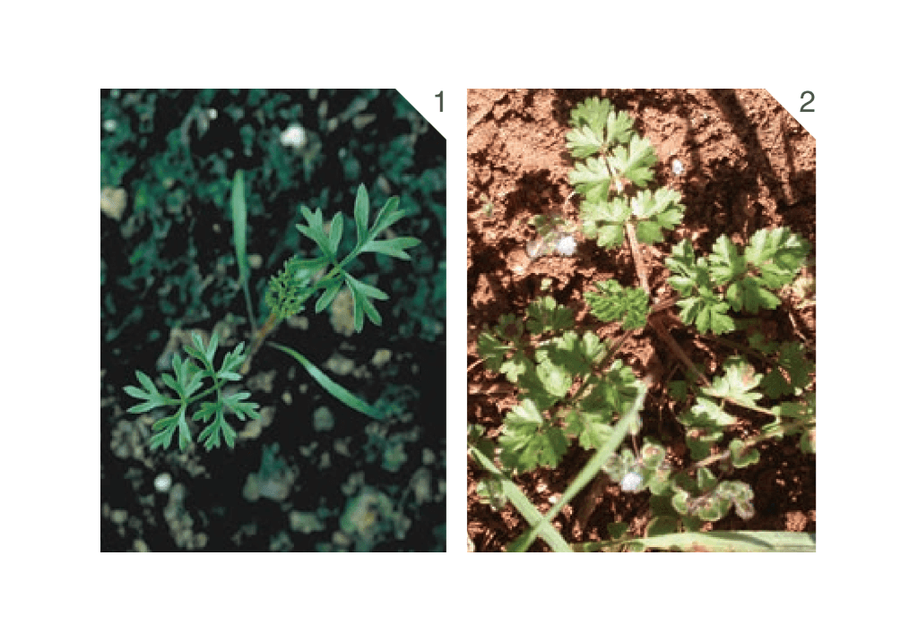 Морковь дикая