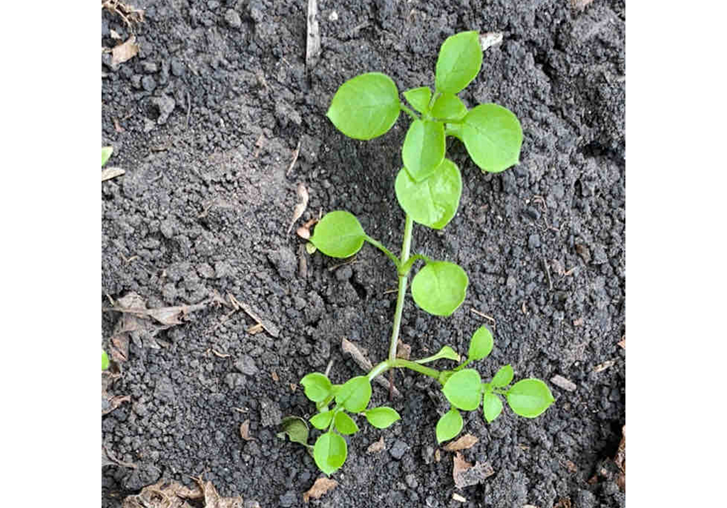 Звездчатка средняя