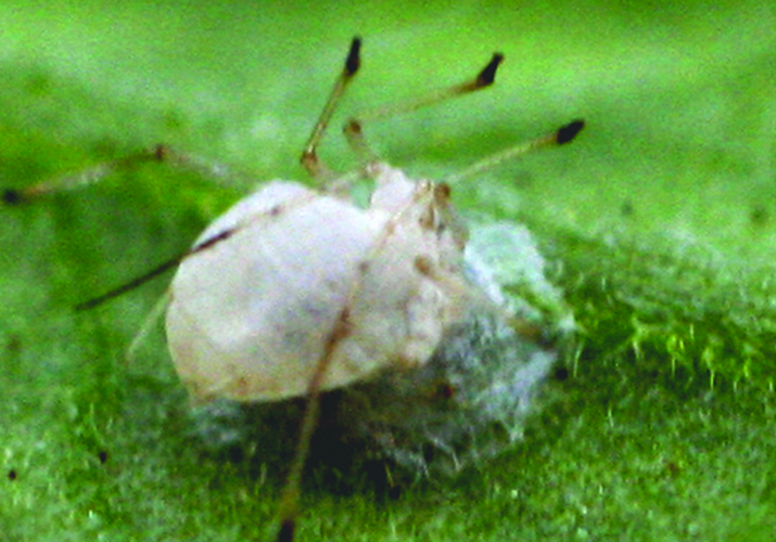 Тля картофельная (обыкновенная и большая)