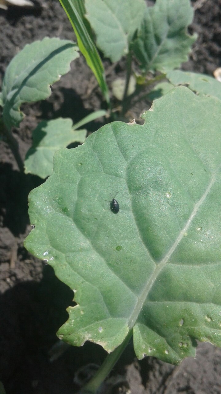 Крестоцветные блошки