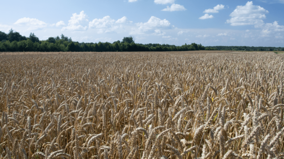 Защита зерновых культур