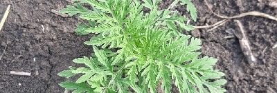 Амброзия полыннолистная