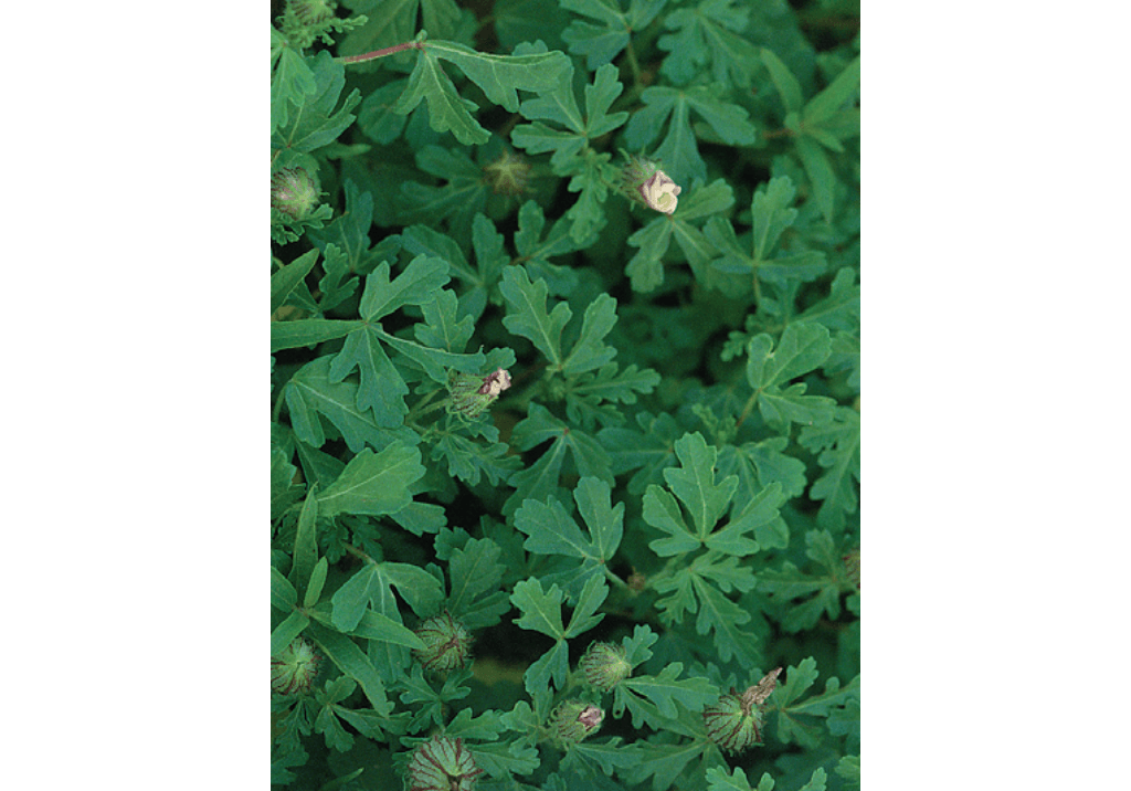 Гибискус тройчатый