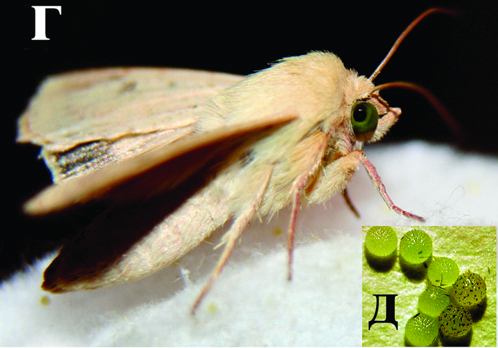 Совка хлопковая