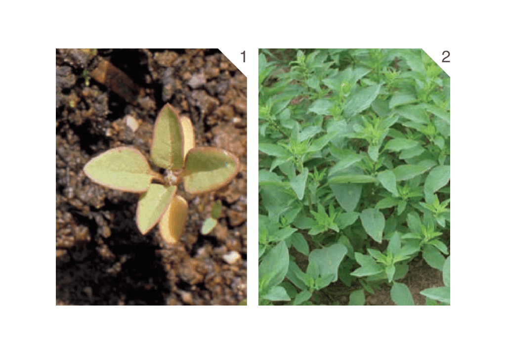 Марь многосеменная