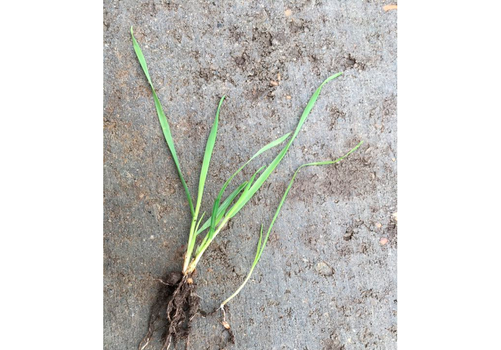 Лисохвост мышехвостниковидный