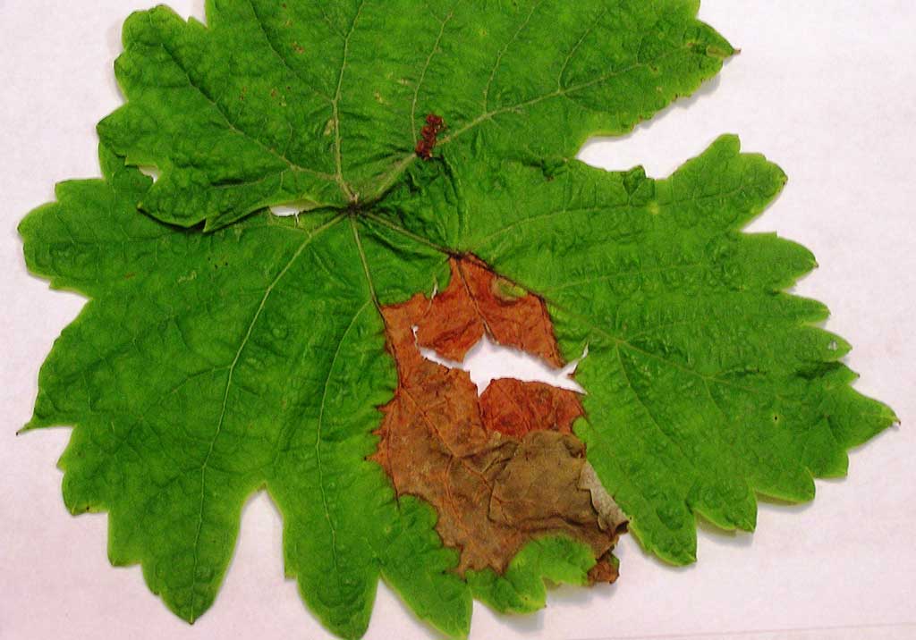 Серая гниль винограда