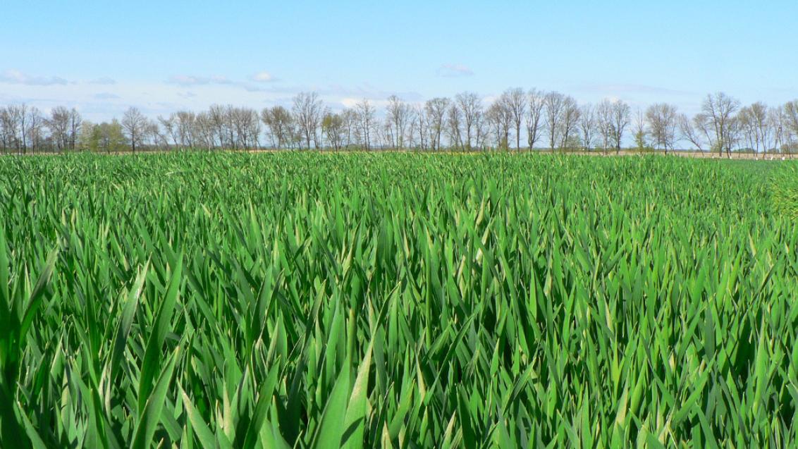 Защита семян по максимуму