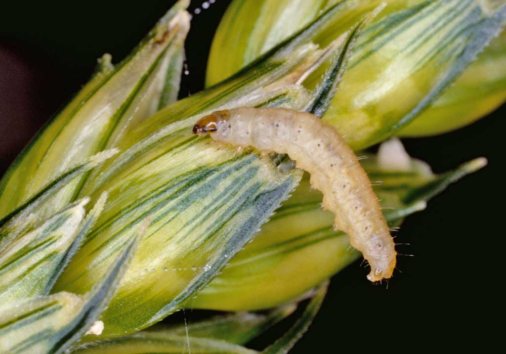 Злаковая листовертка