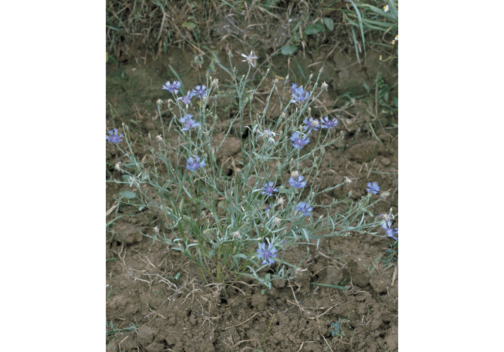 Василек синий