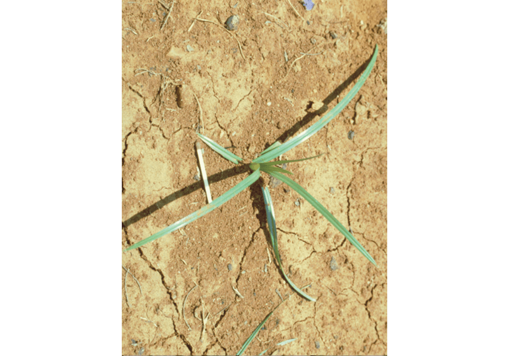 Сыть круглая