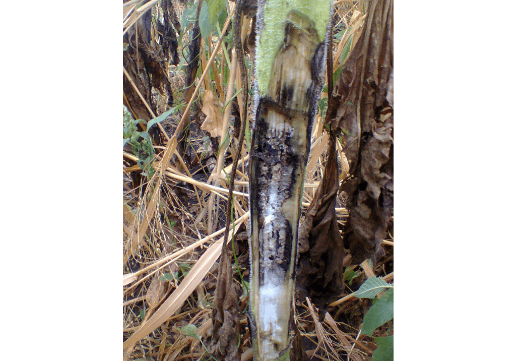 Фомоз стебля подсолнечника