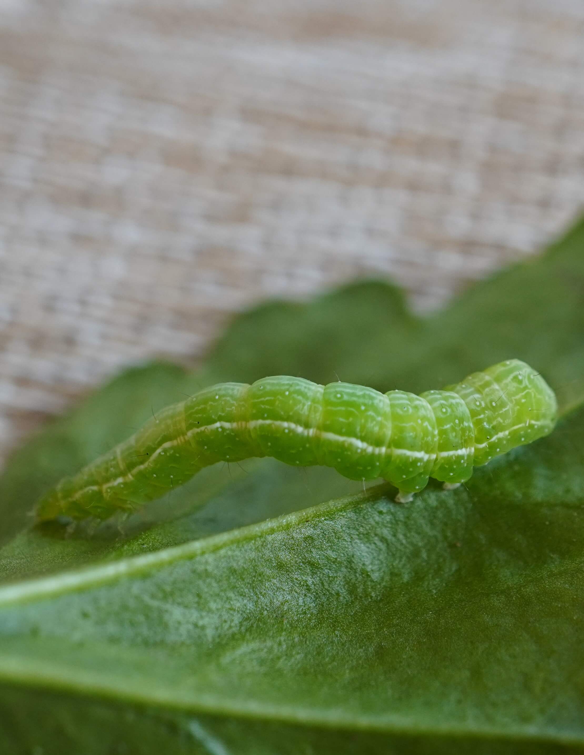 Листогрызущие совки
