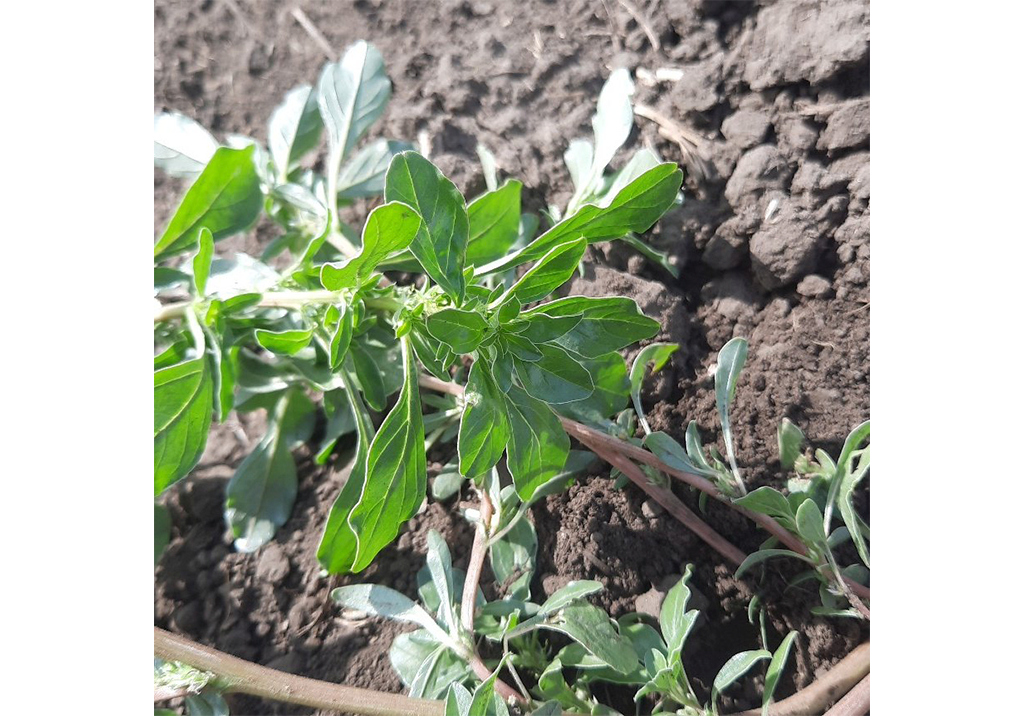 Щирица жминдовидная