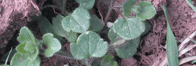 Вероника плющелистная