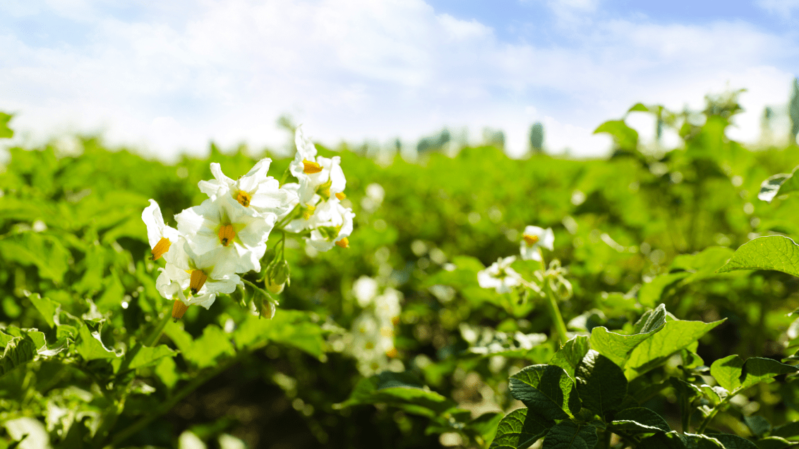 Картофель. Агроцентр Коломна 2025 (Овощной город)