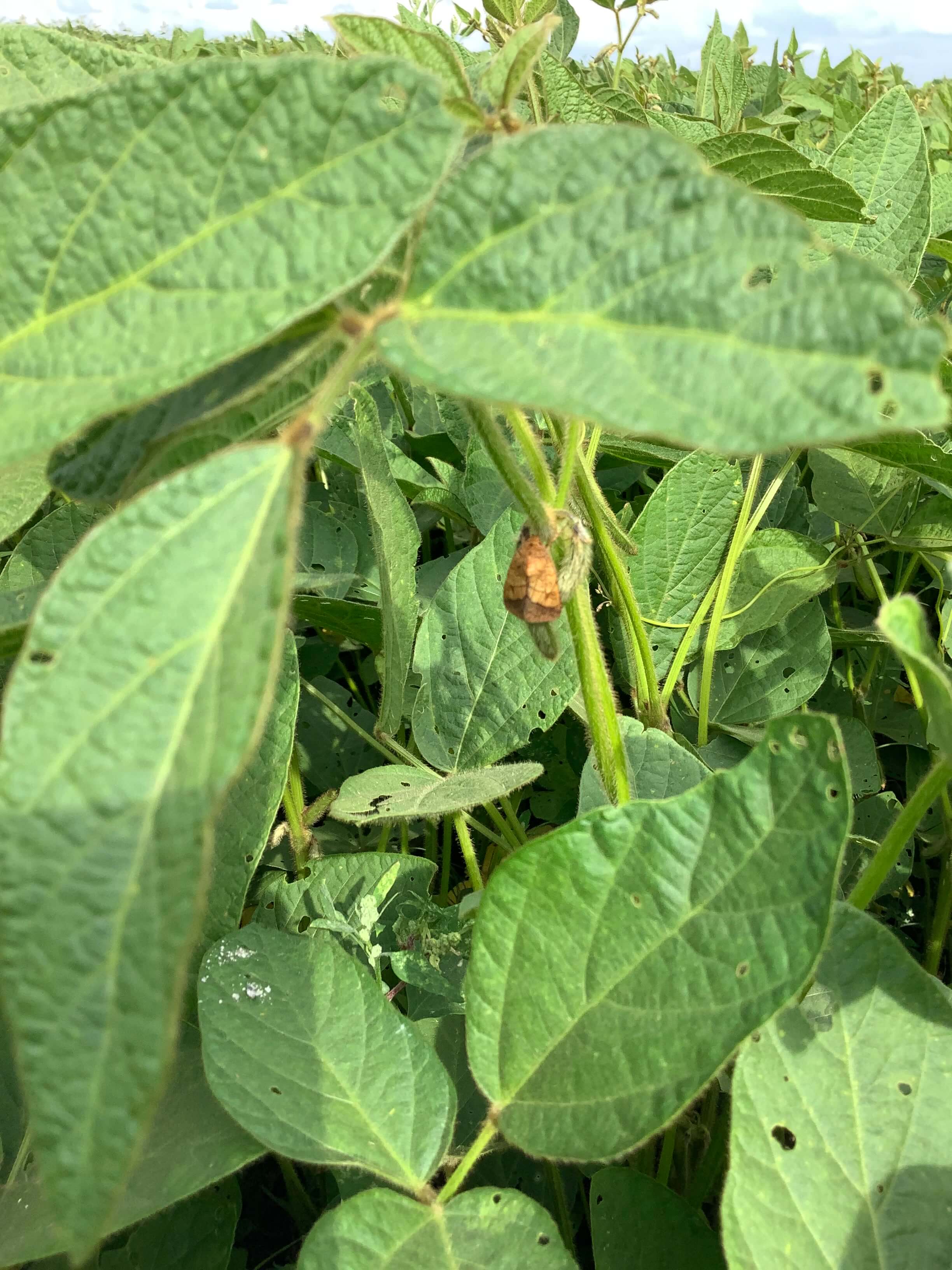 Листогрызущие совки