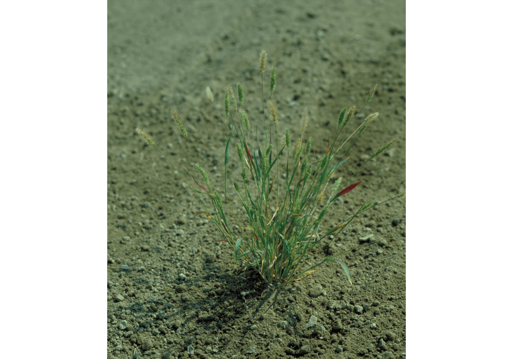 Щетинник зеленый