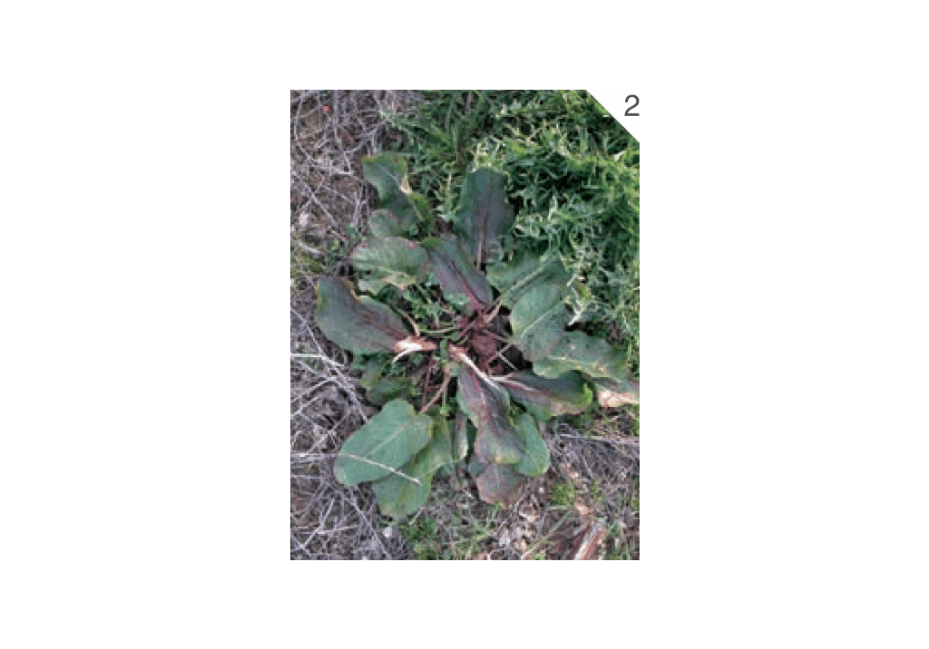 Щавель курчавый