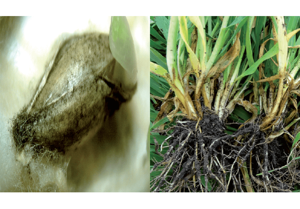 Гельминтоспориозная корневая и прикорневая гниль (дубль)