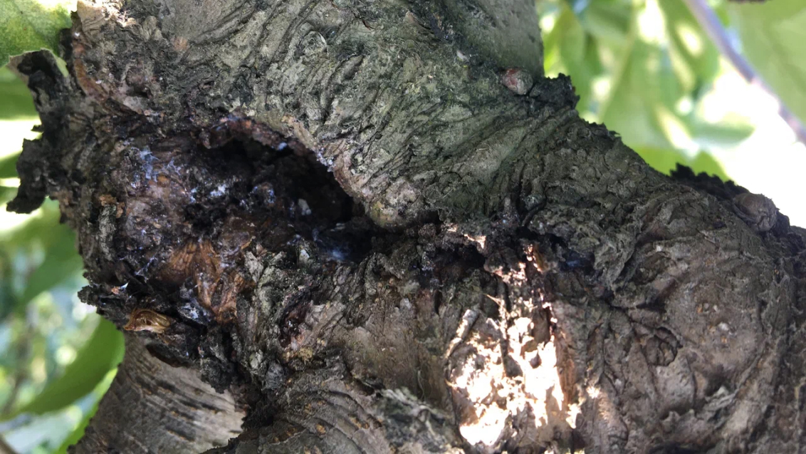 Кровяная тля