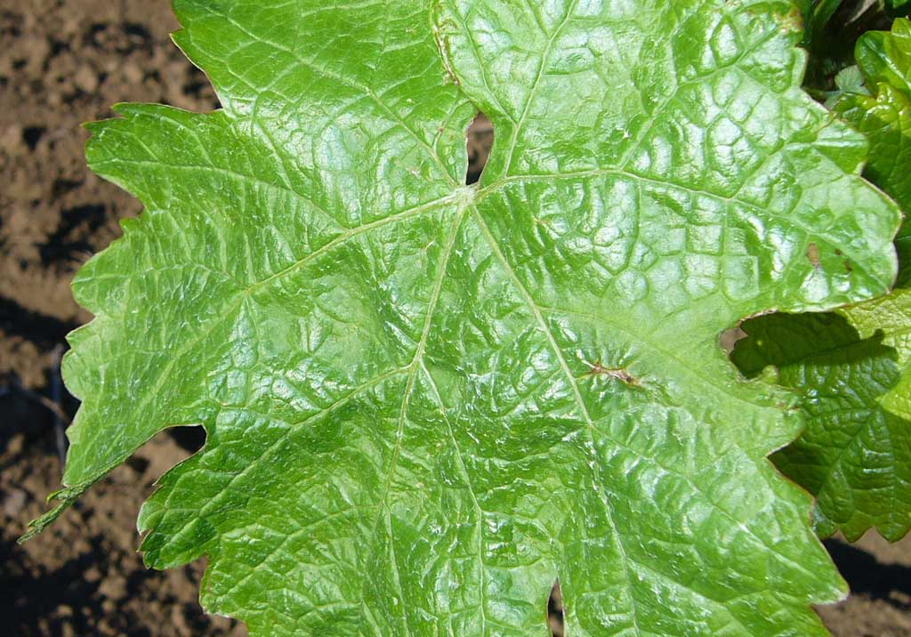 Мучнистая роса винограда (оидиум)