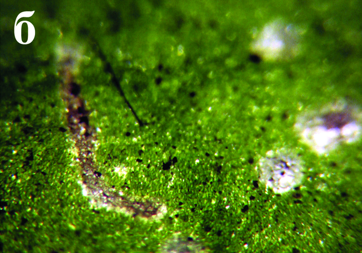 Минёр паслёновый