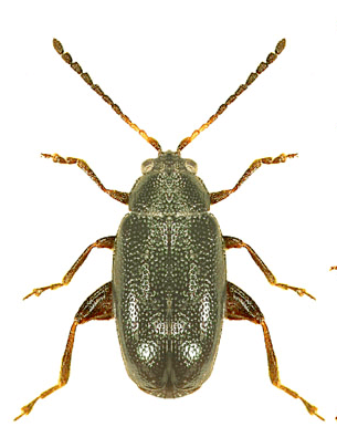 Крестоцветные блошки