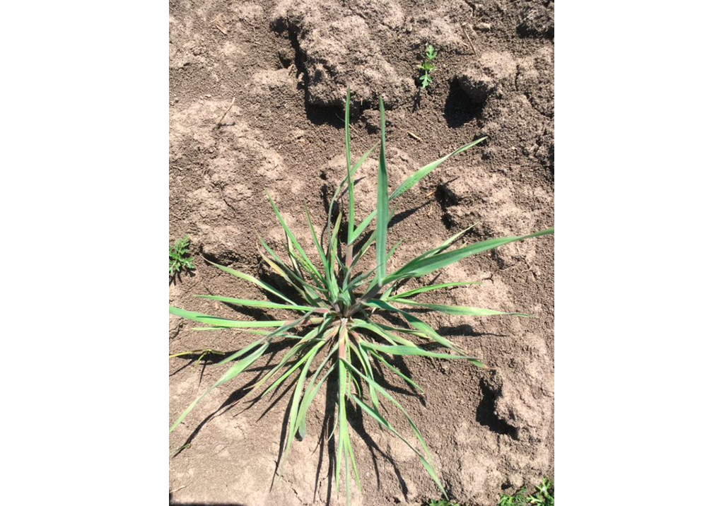 Костер стерильный