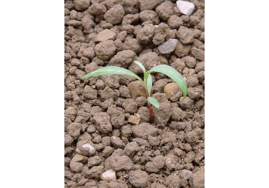 Горец почечуйный