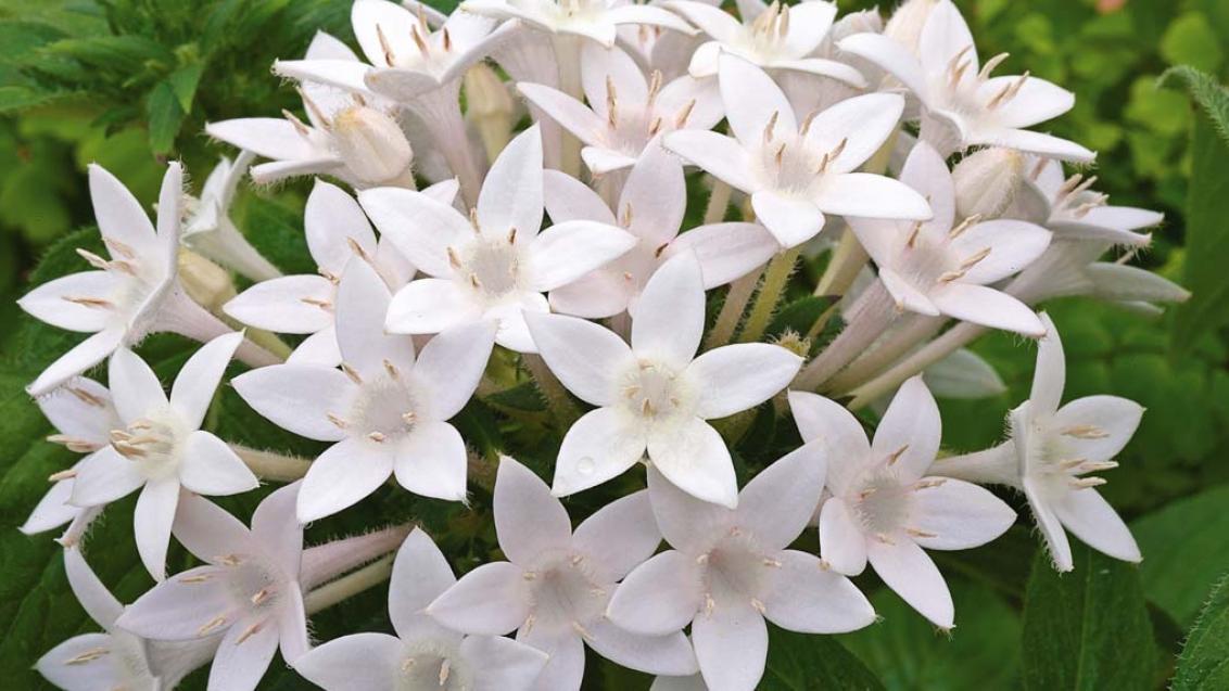 Пентас (Pentas Lanceolata), гибрид Старла F1 (Starla F1)