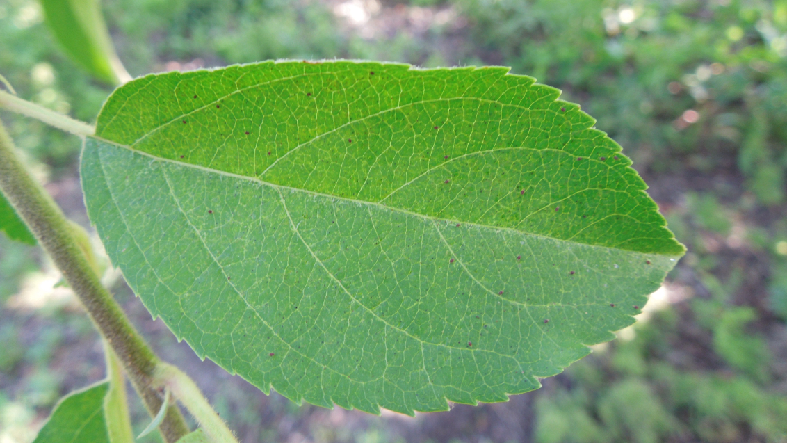 Красный плодовый клещ