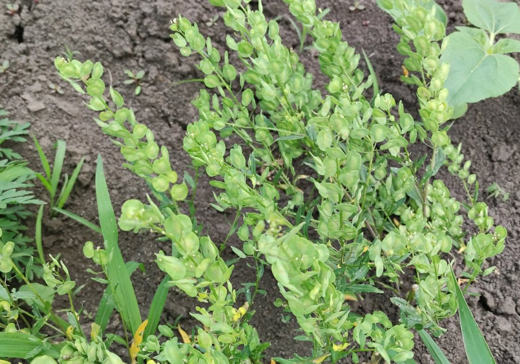 Ярутка полевая