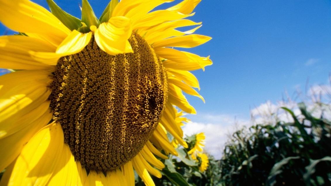 РЕГЛОН СУПЕР: мощная, быстрая и проверенная временем десикация от «Сингенты»