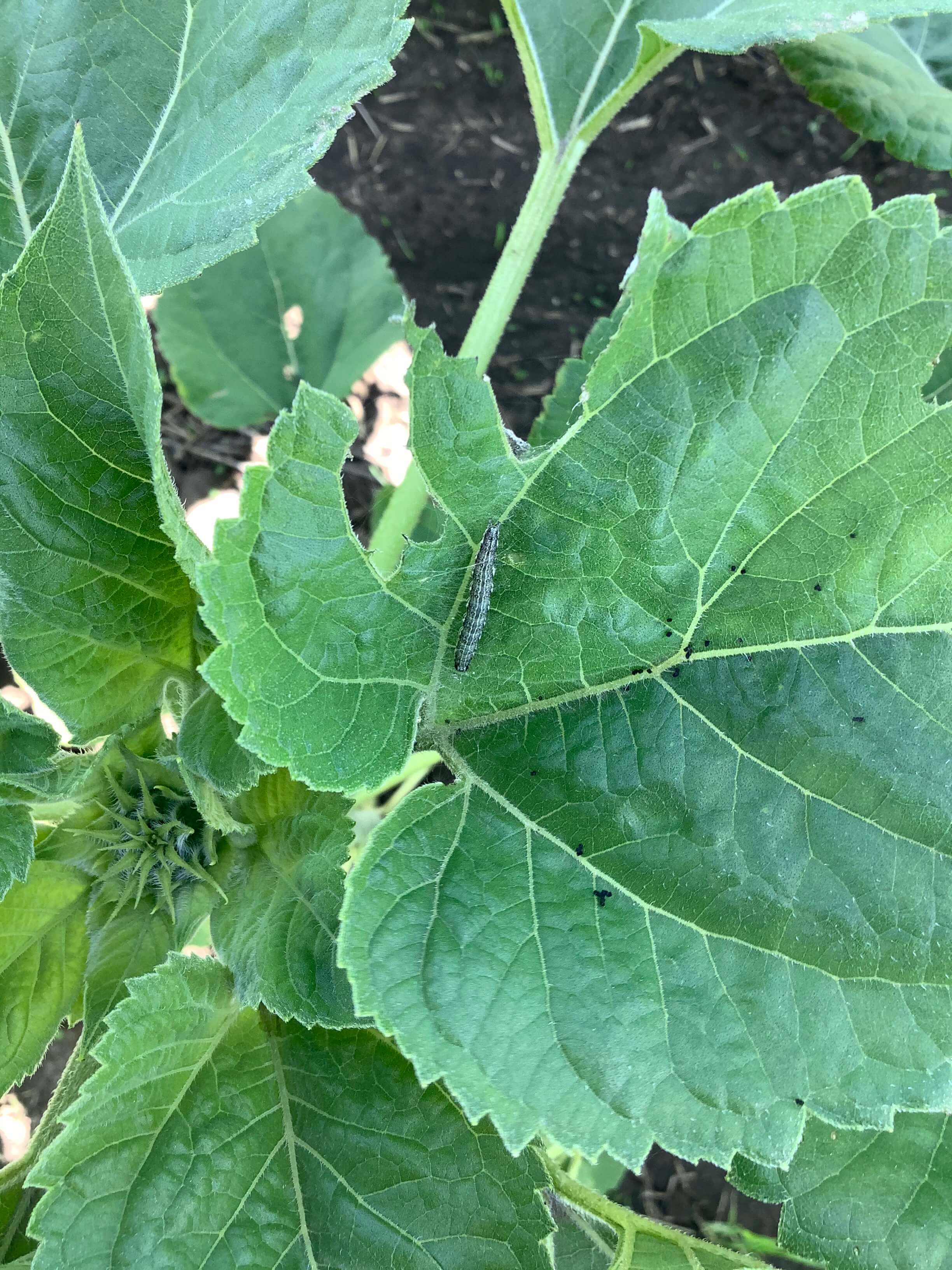 Луговой мотылек