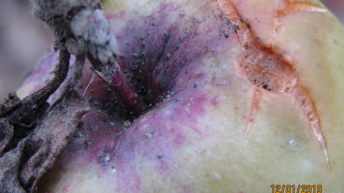 Калифорнийская щитовка