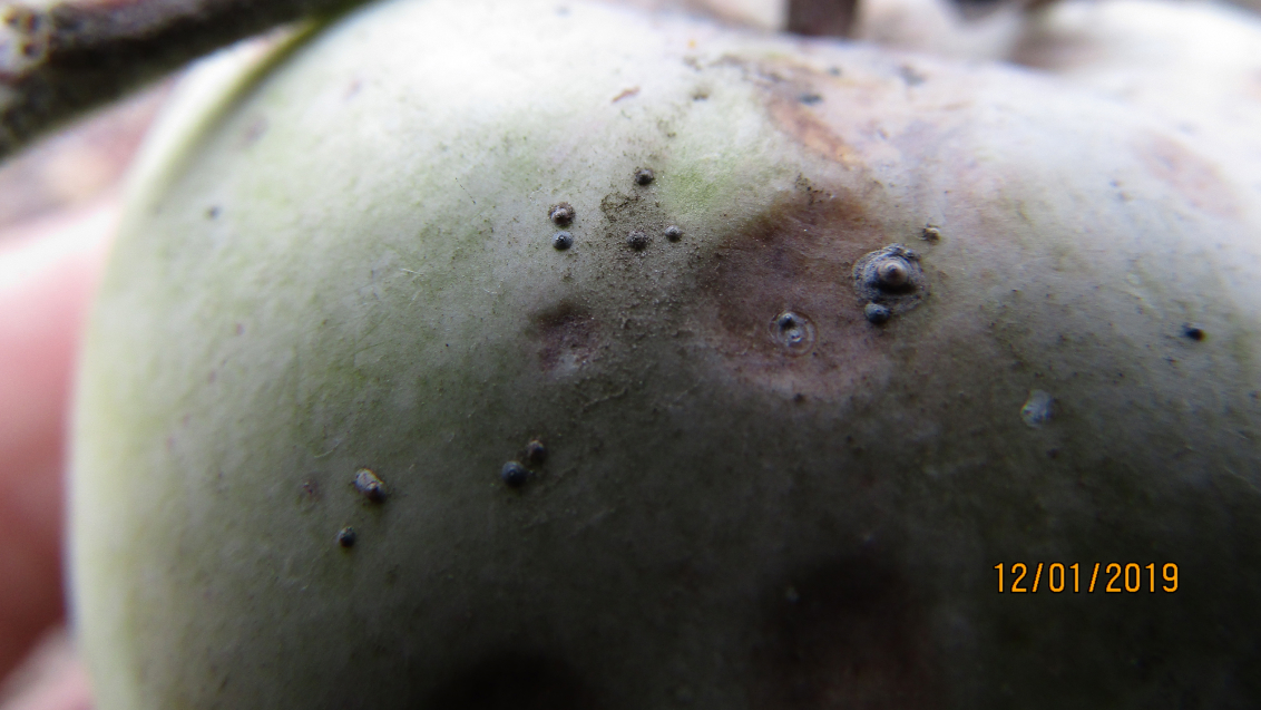 Калифорнийская щитовка