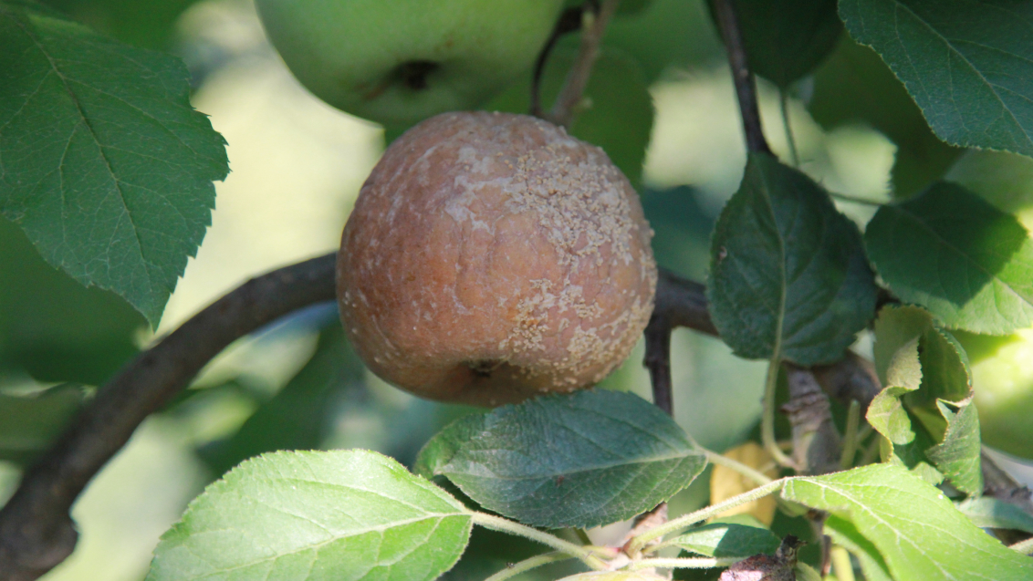 Монолиоз или плодовая гниль