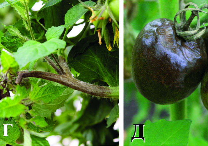 Фитофтороз паслёновых