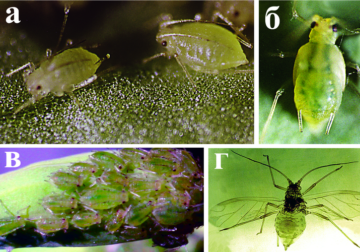 Зеленая, персиковая, или оранжерейная тля