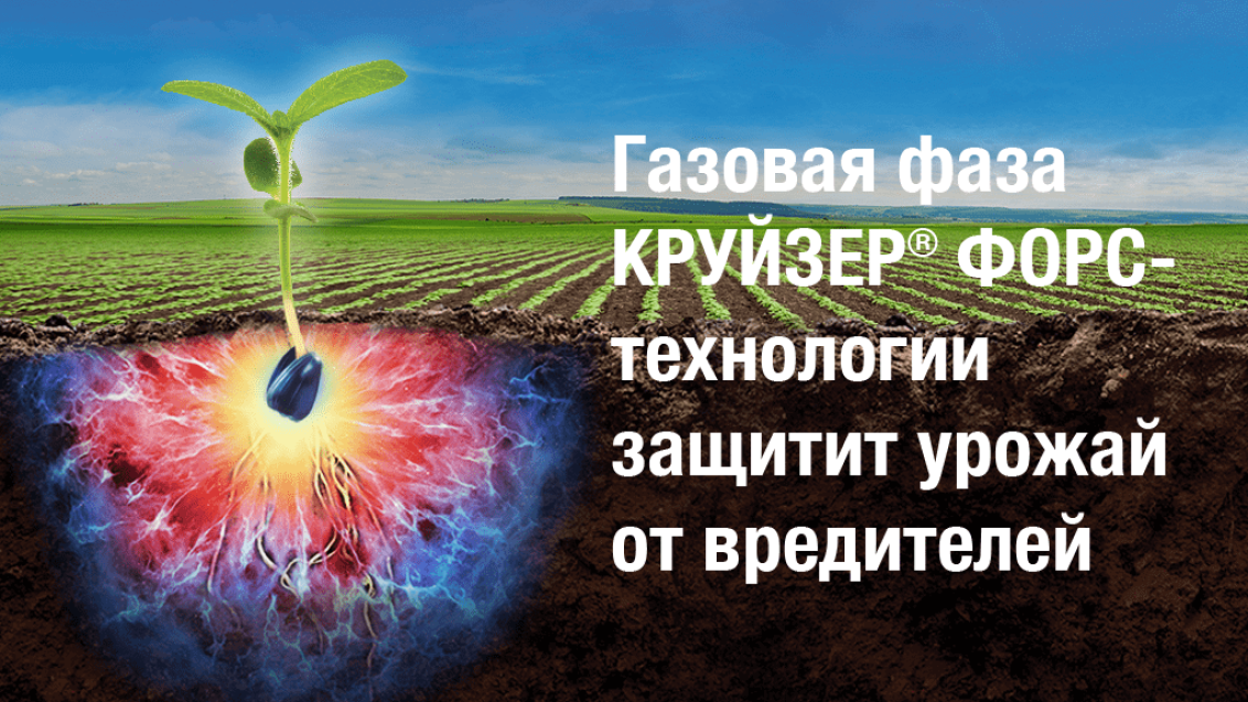 КРУЙЗЕР® ФОРС: технология жизненной силы подсолнечника