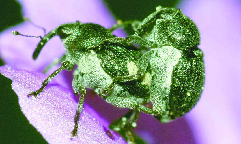 Скрытнохоботник луковый или долгоносик луковый